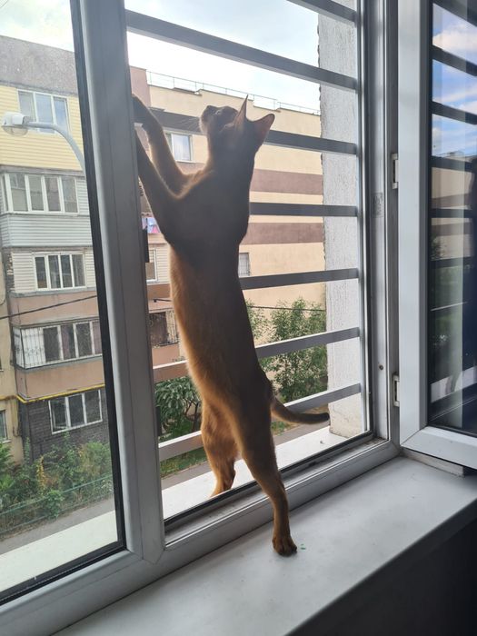 Кот, кастрирован, с документами