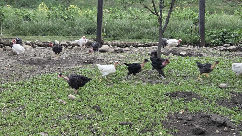 Ouă de incubație – Gât-Golaș transilvănean, creștere liberă