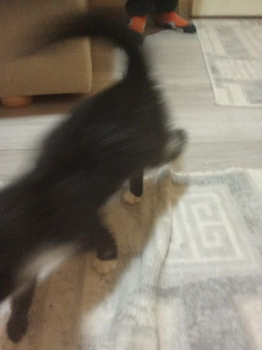 Pisica extrem de jucausa