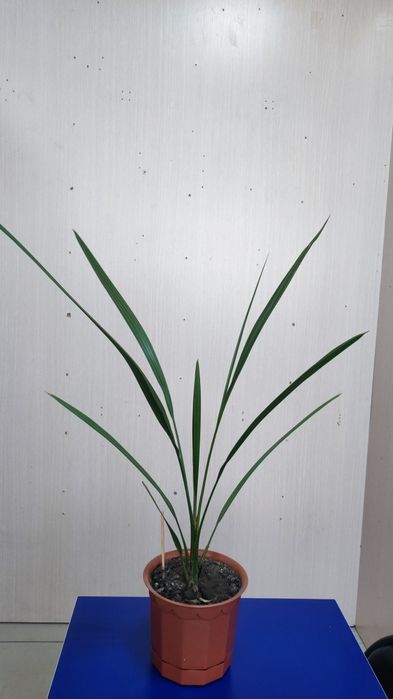 Продам финиковая пальма