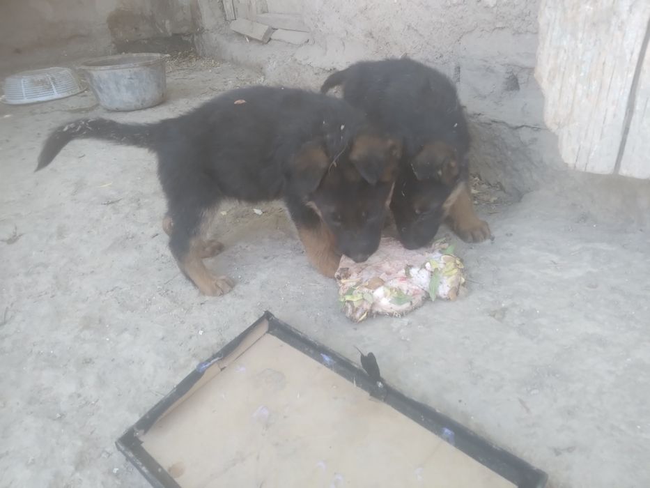 Неметецкий кушиклер