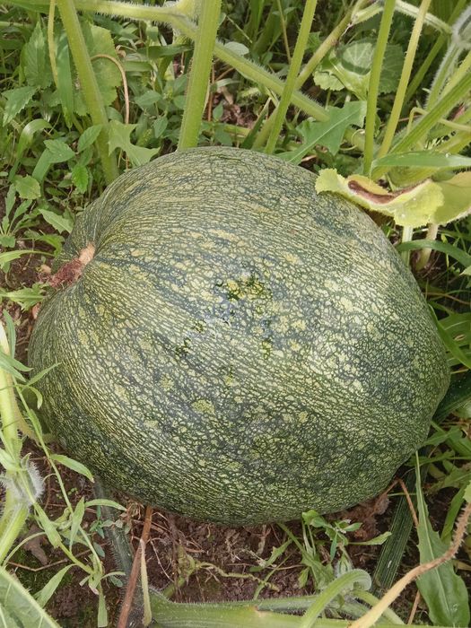 Продам тыкву с огорода.