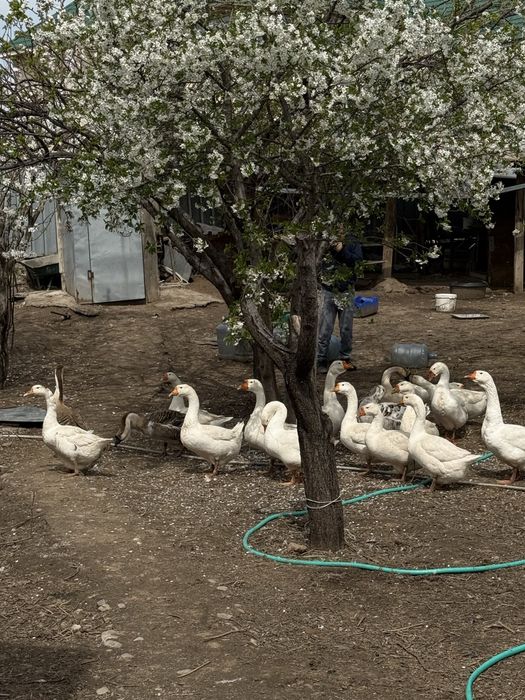 Гусиные яйца домашние