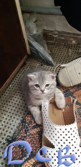Отдам котят в хорошие руки