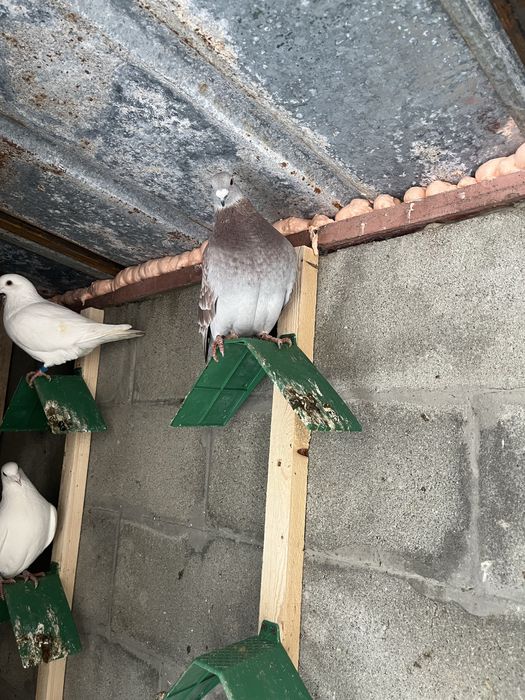 Пощенски гълъби.