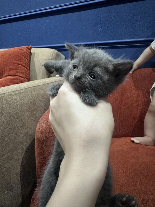 Отдам ДАРОМ котят