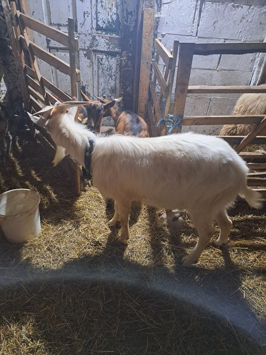 Vând capră alpina franceza