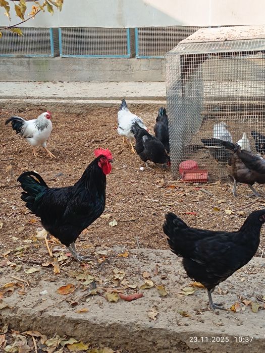 Товуқ хўрозлар сотилади тухумга кирган , петух и куры