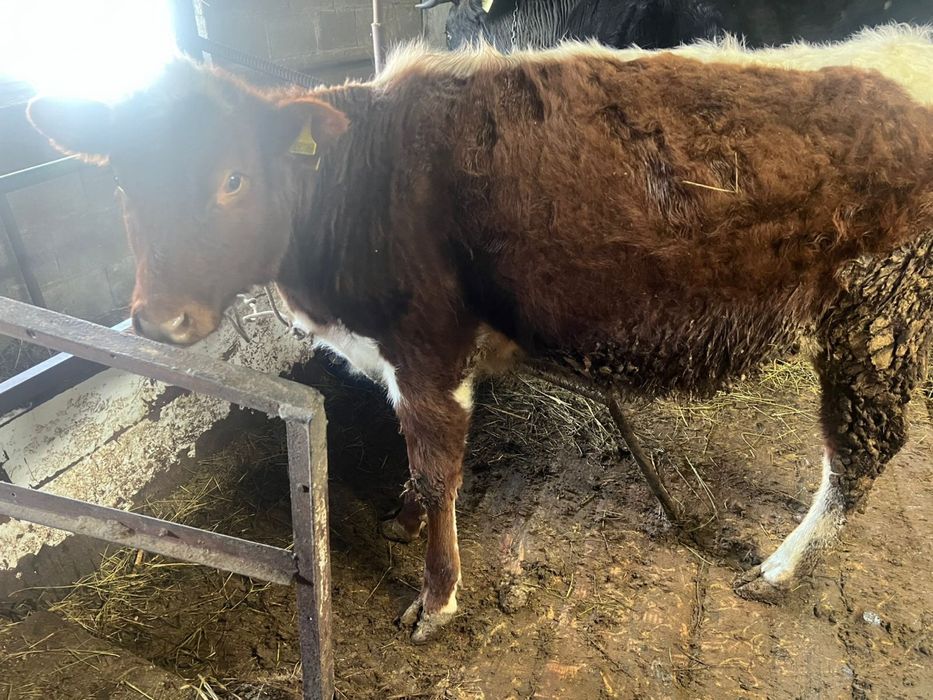 Ұрғашы қашар 1 жылдық