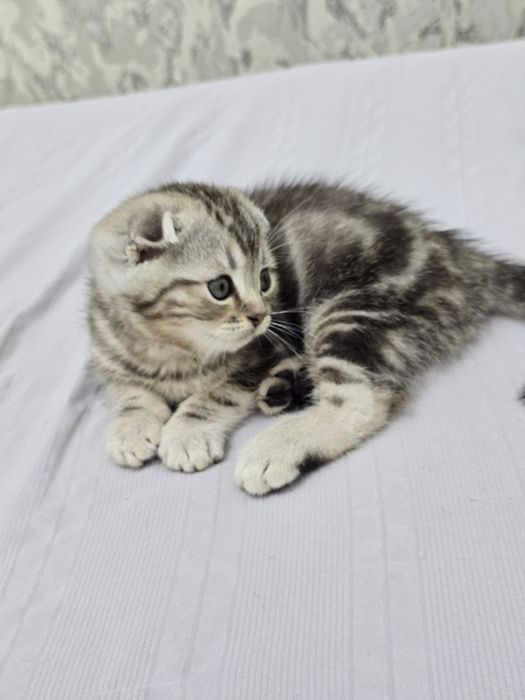 Продаются породистые котята скотиш фолд котята 2 девочки и 2 мальчика