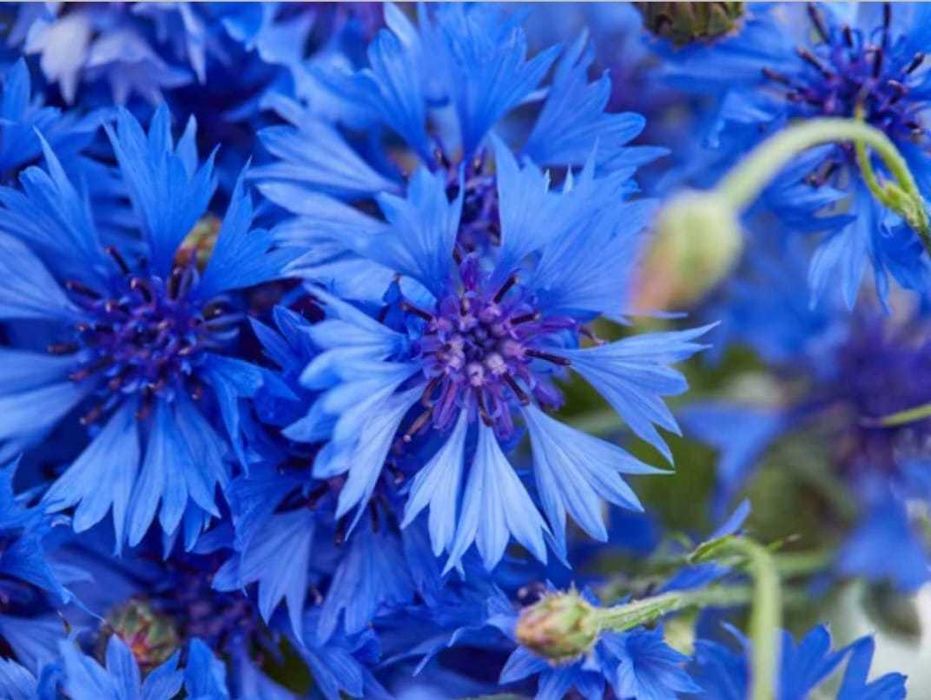 Ландыши Ромашки Васильки