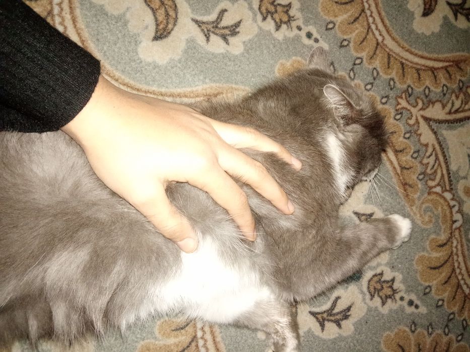 Mushuk sotiladi juda ajoyib hayvon 111