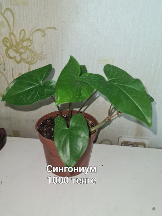 Комнатные цветы продаю