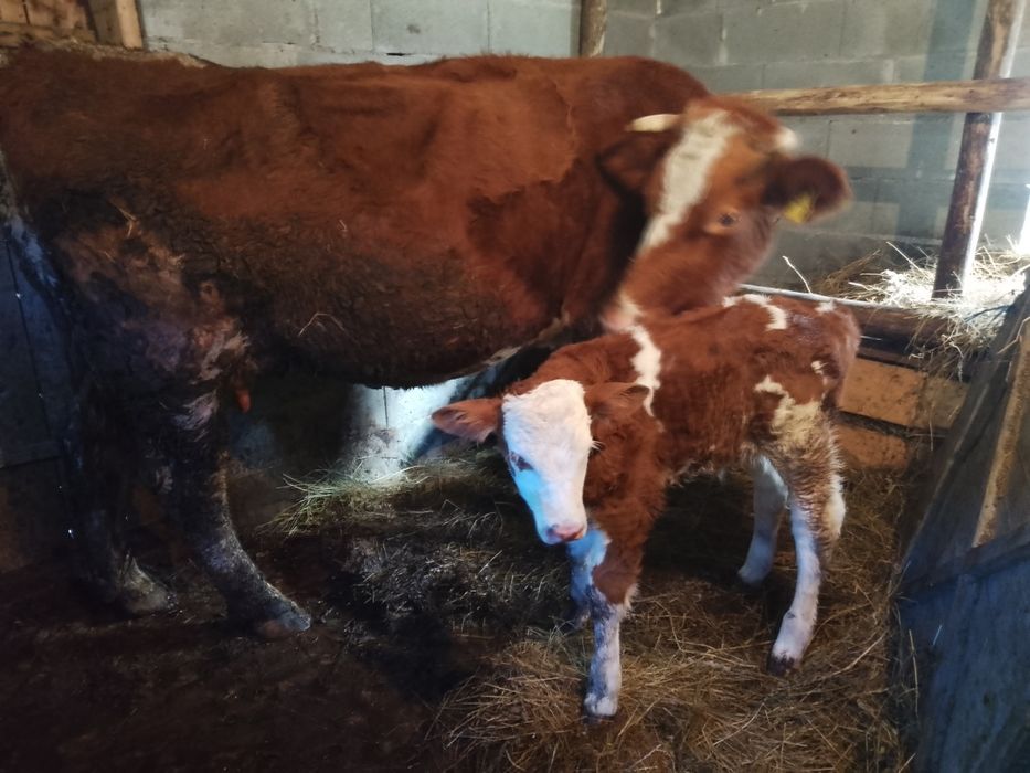 Bălțată românească