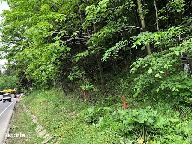 Teren intravilan in Busteni - 3000869 OFERTA