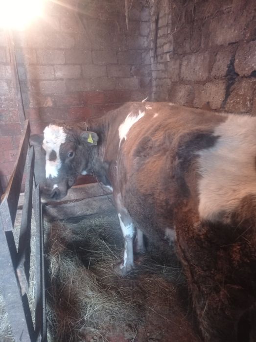 Продам двух коров