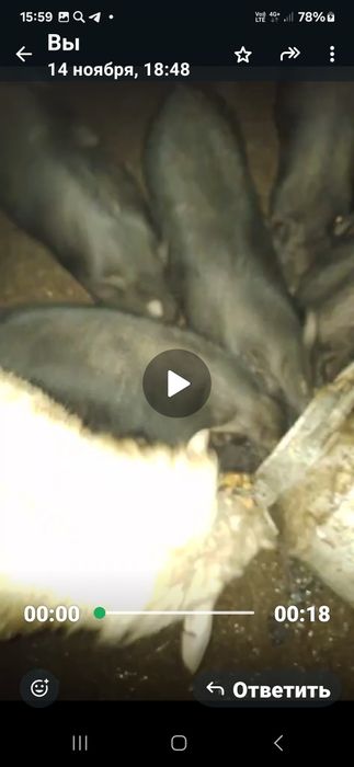 Продам вьетнамских поросят