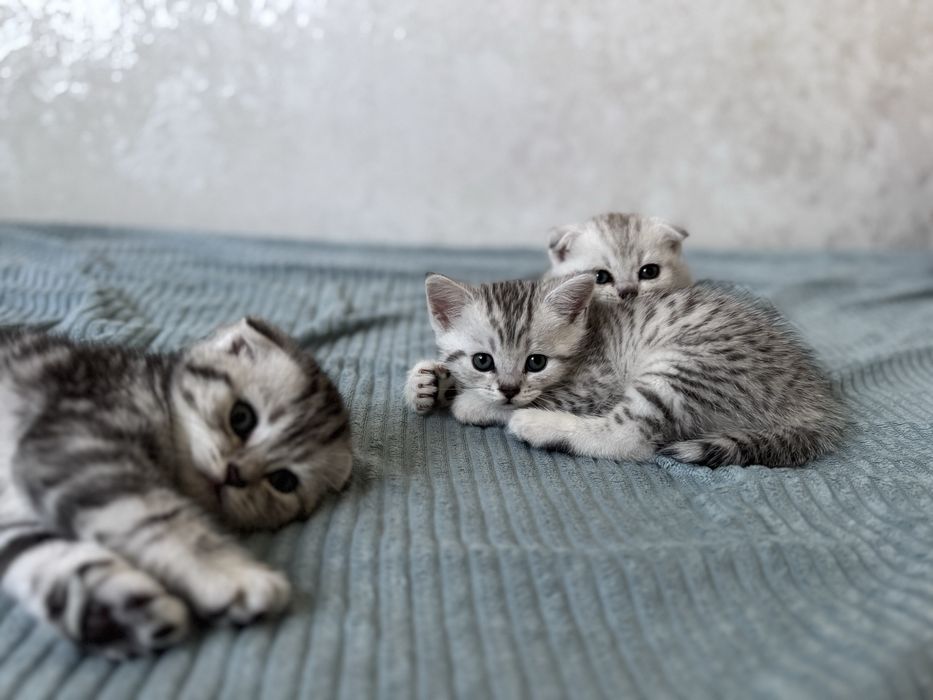 Продам Шотланских Котят
