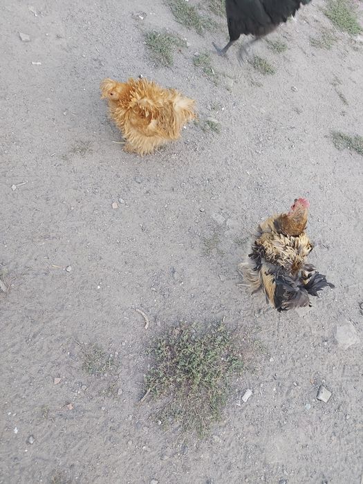 Сибрайт и кучерявые