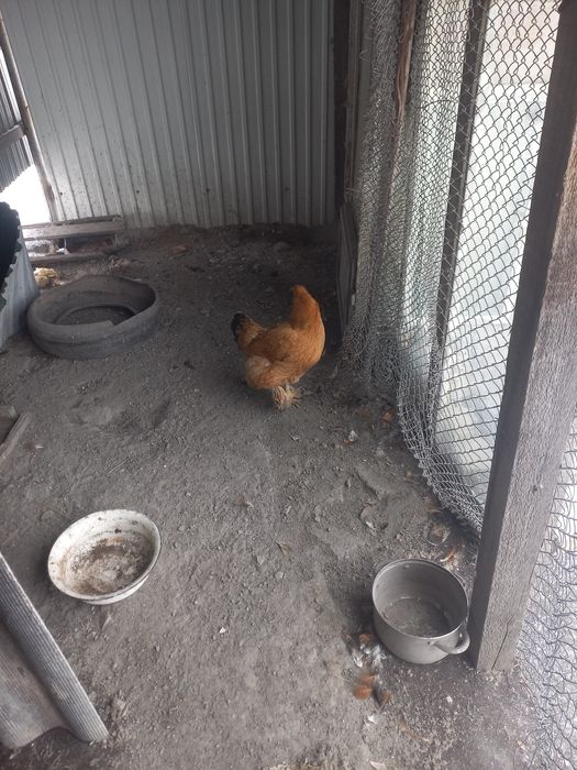 Тауық сатамын жалғыз қалды