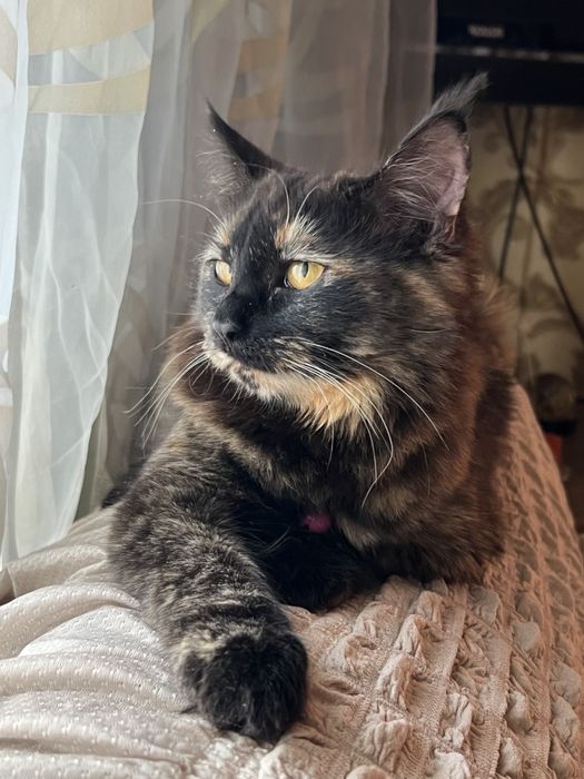 Отадим кошку остались без хозяйки