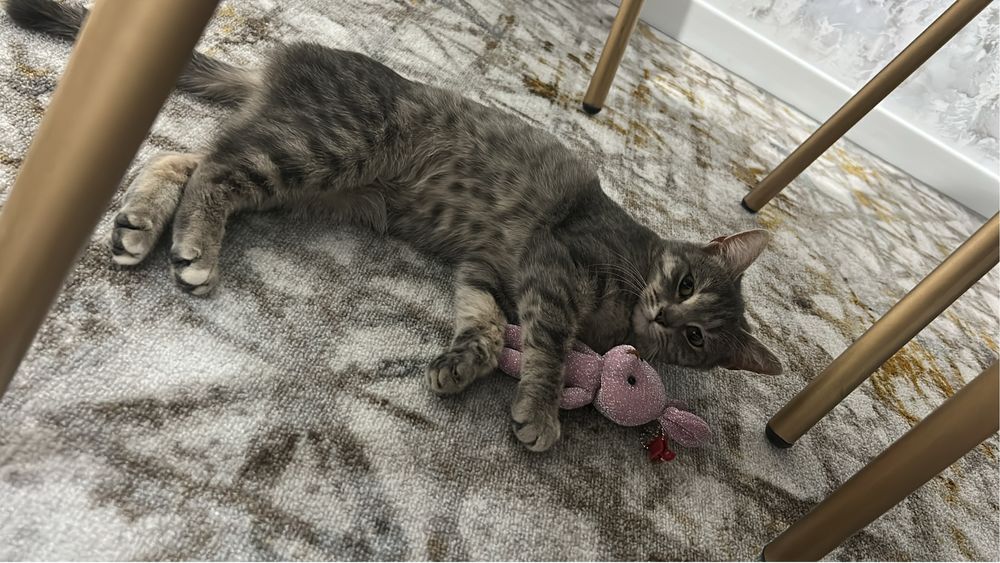 Отдам в хорошие руки,к лотку приучен