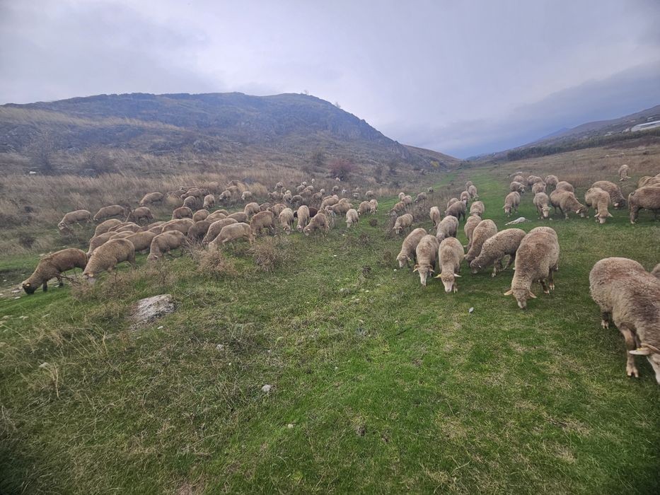 Vand 120 de oii merinos