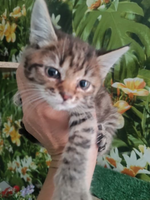 котята ищут дом!