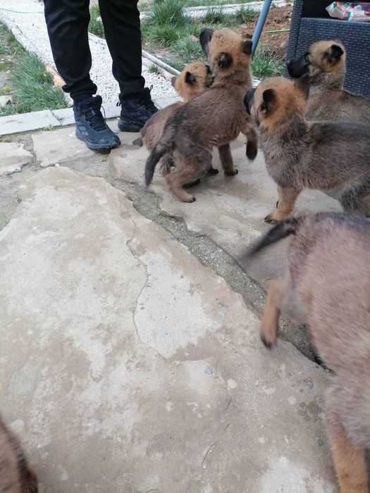 Малки кученца малиноа