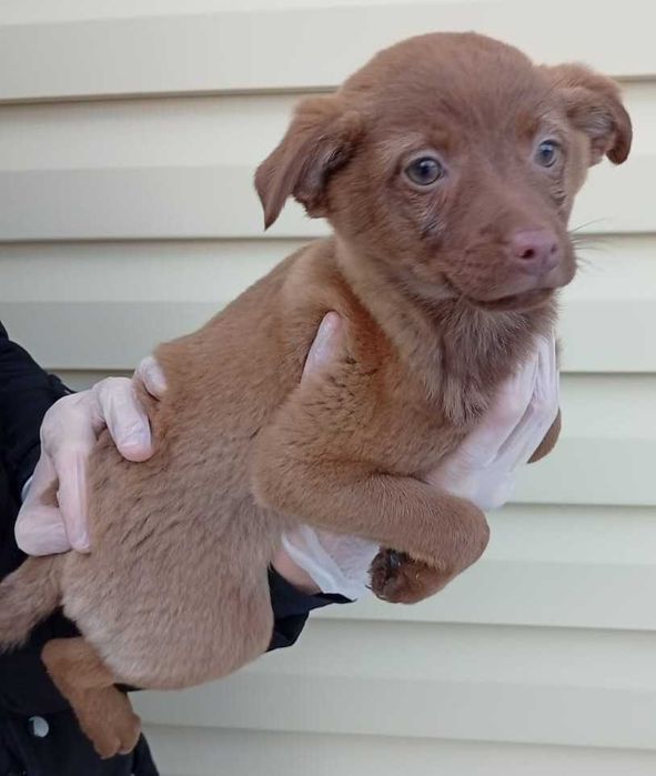 С любовью отдам на радость вам