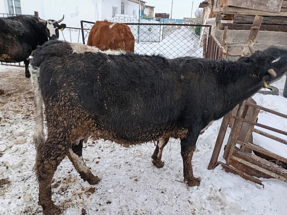 Тёлочка с теленком