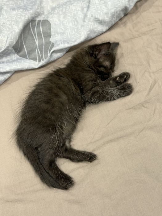 Кошечка в добрые руки