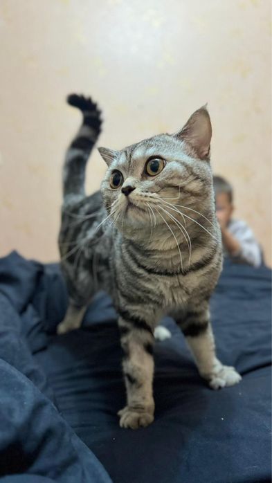 Кот британец 1 год