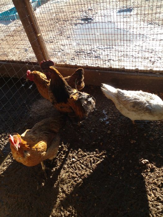 əтеш сатылады.кучин.