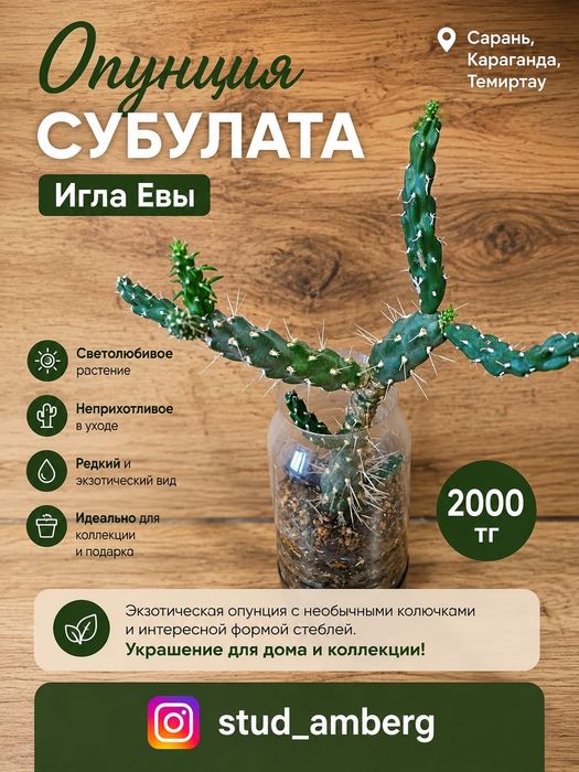 Алоэ,шлюмбергера,рипсалидопсис