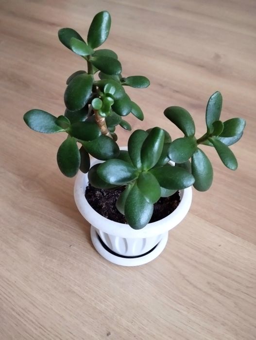 Денежное дерево или толстянка