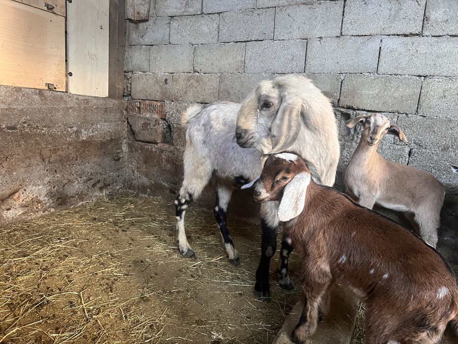 Tap anglonubian varsta 2 ani