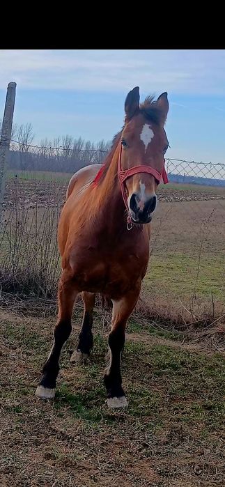 Iapa de 6 ani de vânzare