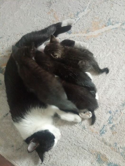 Котята в хорошие руки