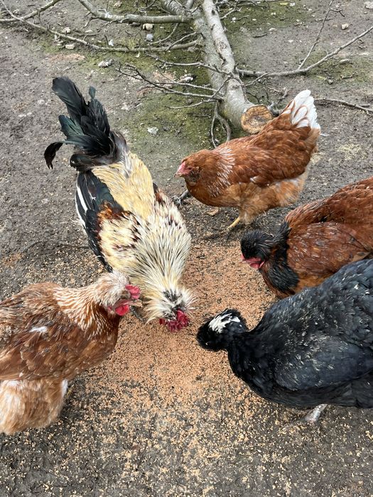 Oua incubat gaini moțate