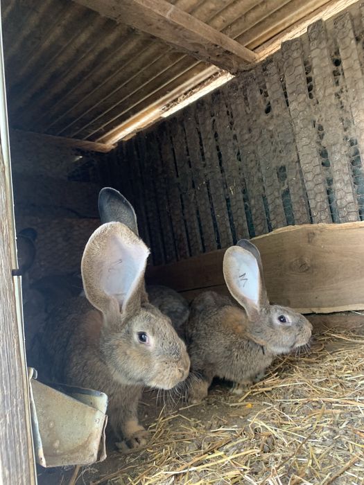 Vand iepuri urias german