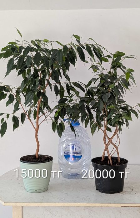 Фикус Бенджамина, комнатное растение