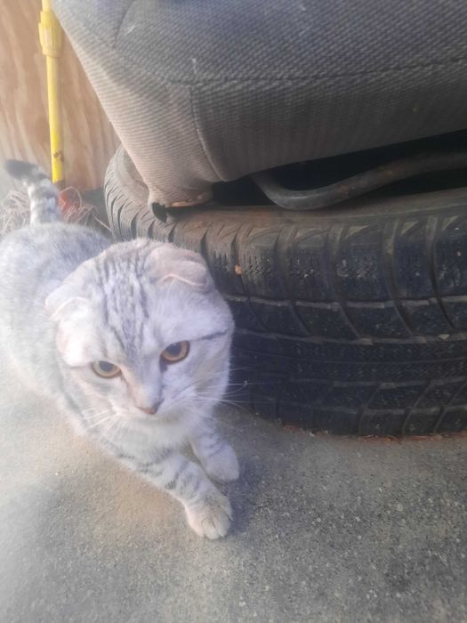 Продамм шатылански веслауха малчик