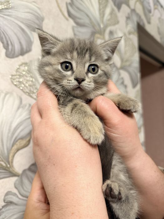 Отдам котят в хорошие руки