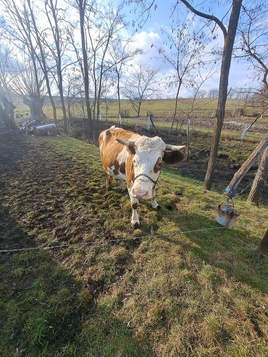 Vând vaca de 7 ani