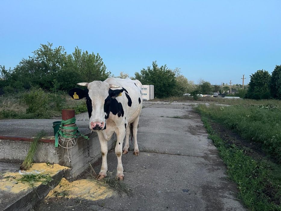 Vaca cu lapte de vanzare