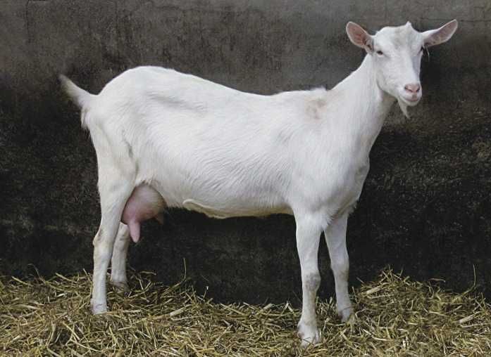 Продам козу зааненской породы