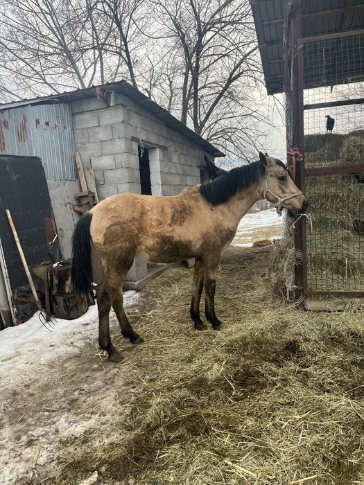 Продам жеребцов 2.5 года