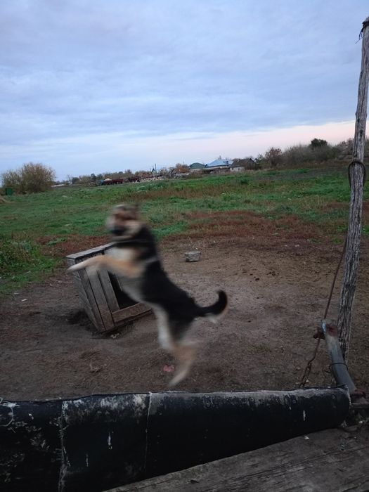 Продам щенка немецкой овчарки