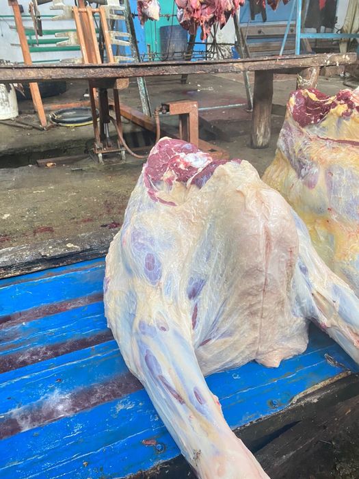 Соғымға тайынша сатылады